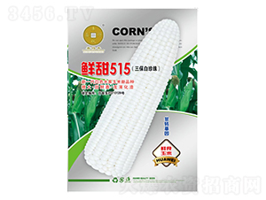 鮮甜515（三保白珍珠）-玉米種子-華為種業(yè)