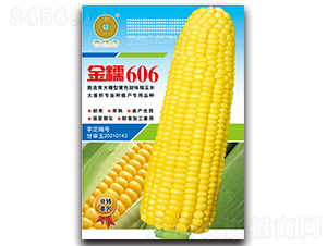 純黃糯金糯606-玉米種子-華為種業(yè)