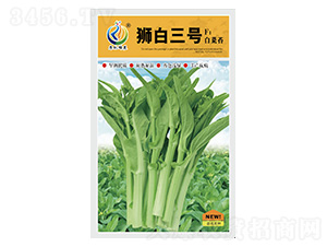 獅白三號(hào)-菜薹種子-康地科技