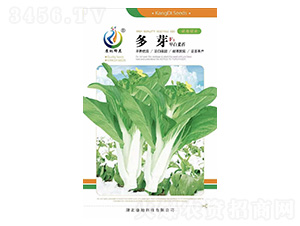 多芽-菜薹種子-康地科技