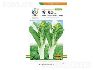 雪妃-菜薹種子-康地科技