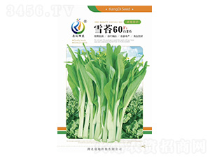 雪苔60-菜薹種子-康地科技