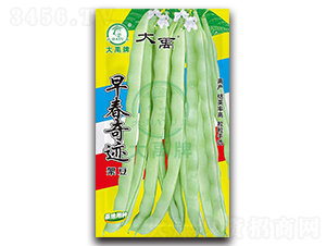 早春奇跡-架豆種子-大禹種業(yè)