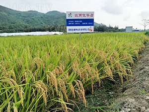 Ƀ(yu)Aռ-ˮN-𽡷NI(y)