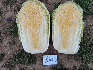 ذ5̖(ho)-ײ˷N-SNI(y)