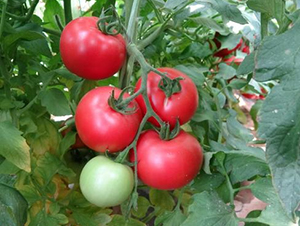 ߿8̖(ho)-ѷN-SNI(y)